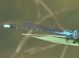 Slender Bluet